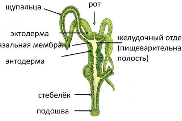 Онион сайты